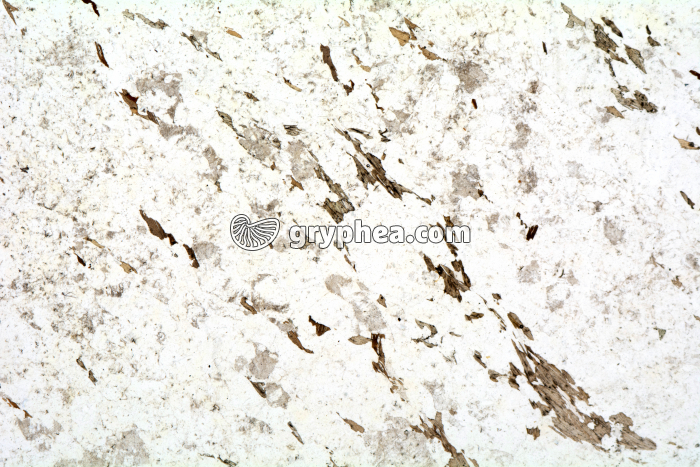 Migmatite LPNA x3,5 - gryphea.com